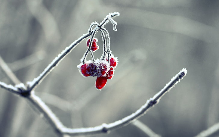 round red fruit, winter, frost, nature, macro, berries, branch