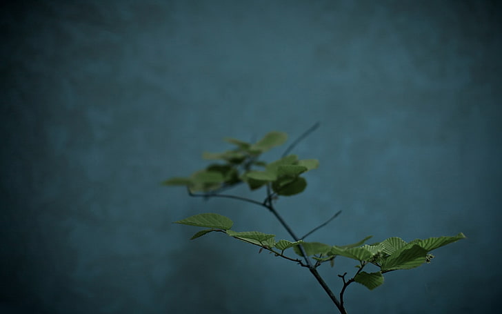 green leafed plant, nature, teal, leaves, plants, green Color, HD wallpaper
