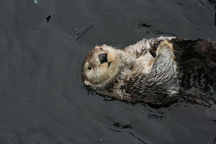 Sea-Otter 1080P, 2K, 4K, 5K HD wallpapers free download, sort by ...