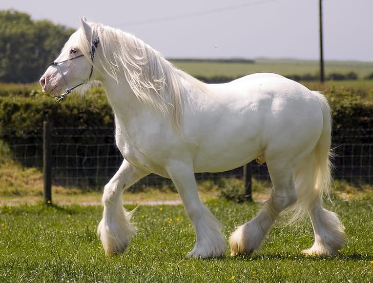 animals cavalo White Beauty Animals Horses HD Art, GORGEOUS, mare, HD wallpaper