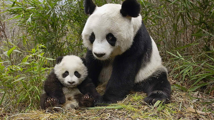 white-and-black Pandas, animals, mammal, animal themes, bear