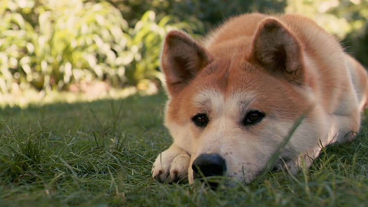 Akita inu, Dog, Hachiko, Sad, Down, Grass, one animal, animal themes, HD wallpaper
