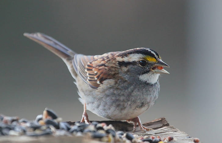 focus photography of white, grey, and black bird, White Throated Sparrow
