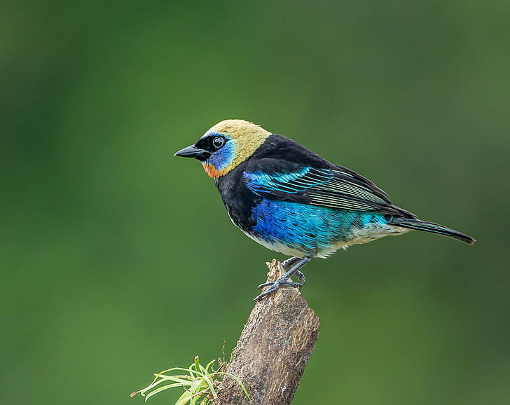 photography of blue, black, and yellow short-beak bird, tanager, tanager, HD wallpaper
