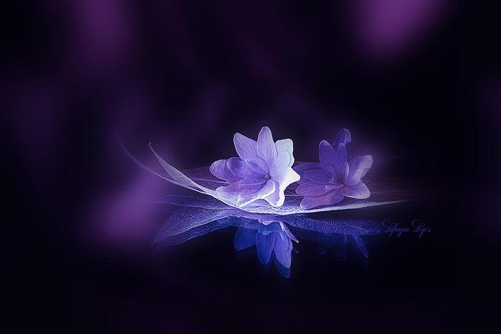 purple petaled flowers, leaves, freshness, flowering plant, beauty in nature, HD wallpaper