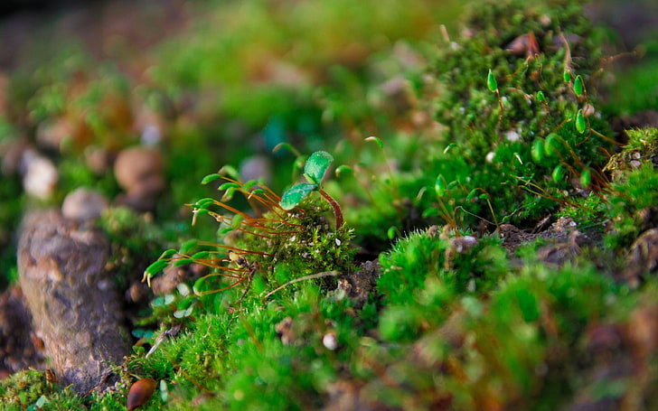macro photography of green plant, nature, moss, growth, selective focus, HD wallpaper