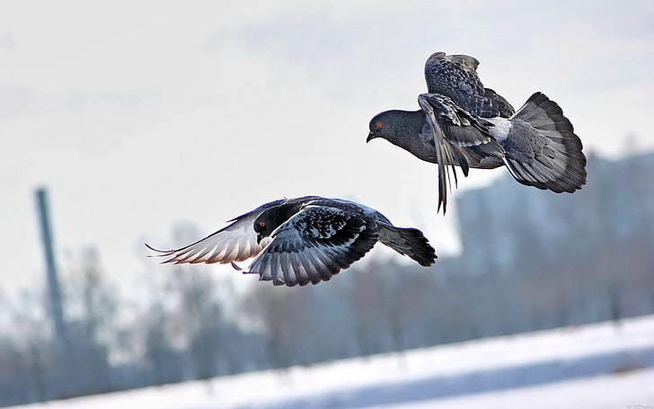 two gray-and-black pigeons, winter, birds, flying, nature, snow