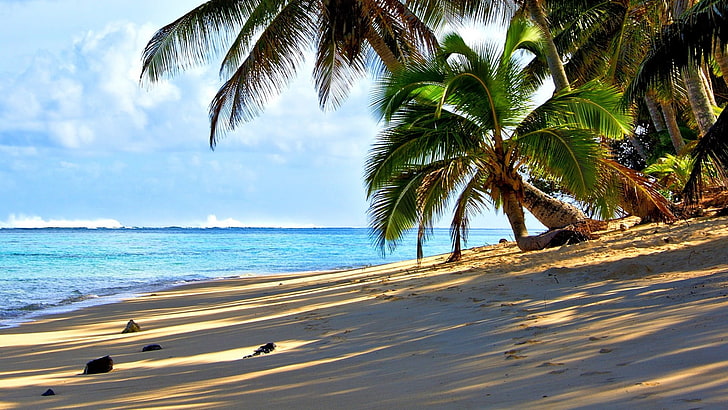 tropical, beach, tropics, sea, sky, shore, palm tree, caribbean