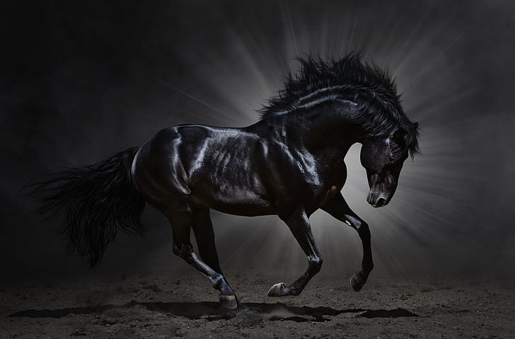 AI Art Generator: Black horse