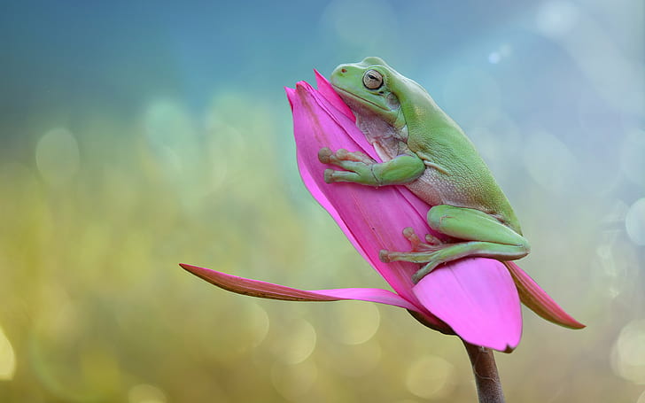 Green Frog On Bud Of A Pink Rose 4k Wallpapers Hd Images For Desktop And Mobile 3840×2400, HD wallpaper