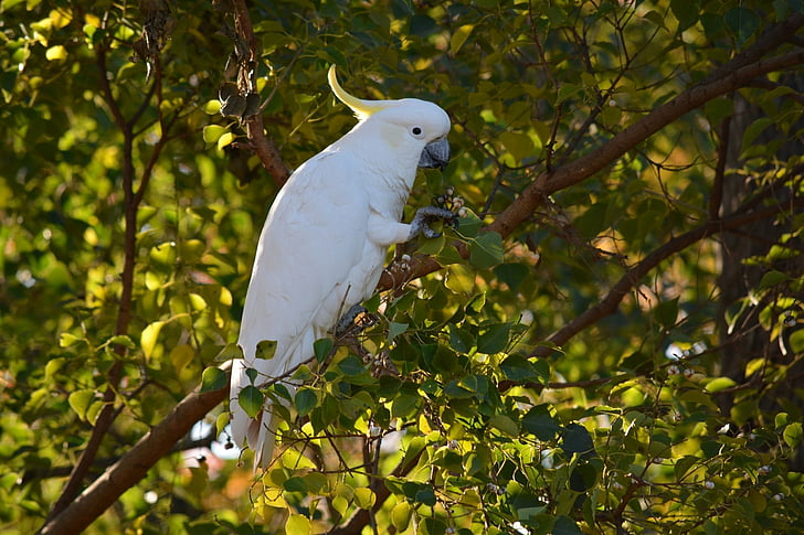 Birds, Branch, Cockatoo, Green, Leaf, Sulphur-crested Cockatoo