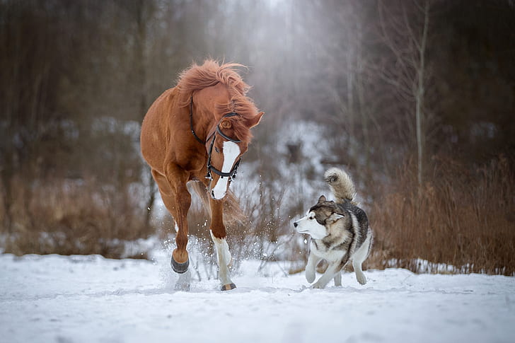 snow, horse, dog, running, husky, HD wallpaper