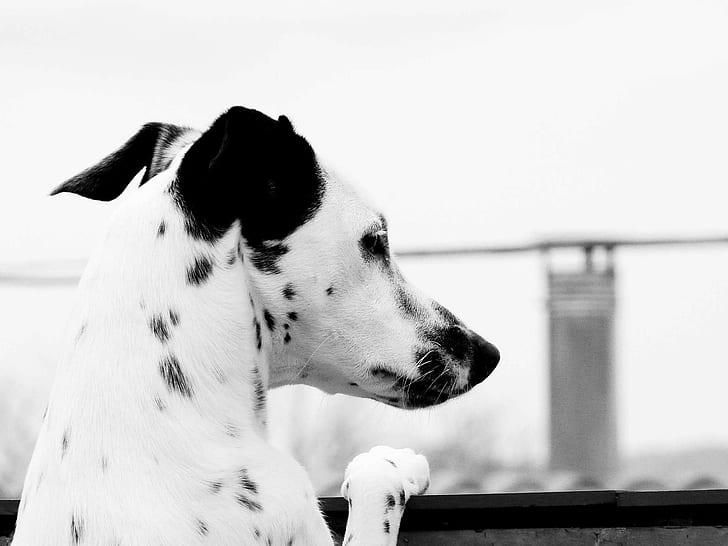 Dalmatian, animals, dog, monochrome, HD wallpaper