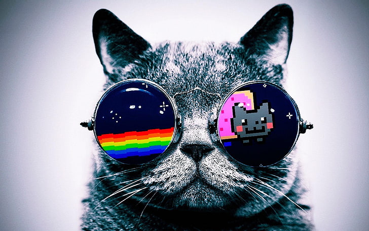 gray cat wearing sunglasses wallpaper, Nyan Cat, digital art, HD wallpaper
