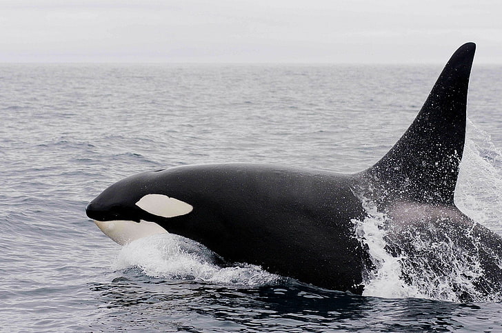 Animal, Orca, Killer Whale, Mammal, animal themes, animals in the wild
