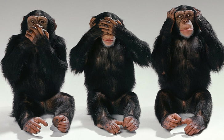HD wallpaper: Funny monkeys, 3 black monkeys, chimpanzees, three, mouth,  eyes | Wallpaper Flare