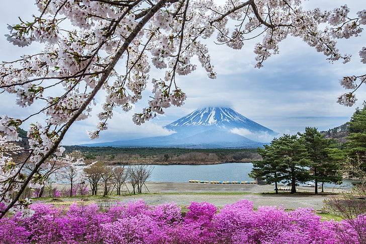 Mount Fuji, Japan, flowers, mountain, spring, Sakura, mt Fuji