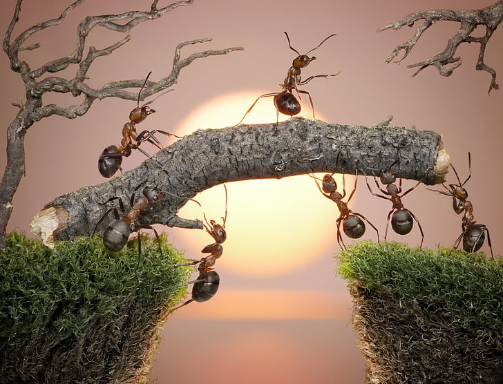 brown ants, the sun, macro, sunset, insects, work, moss, the situation, HD wallpaper