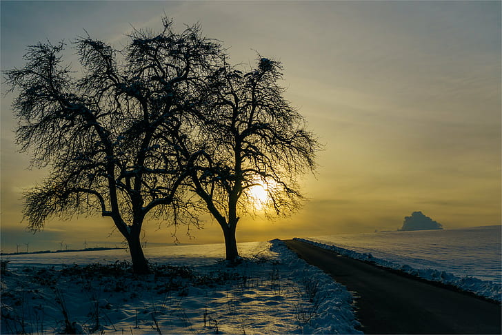 tree beside on of body water, Sunset  tree, Evening, Frost, Natur