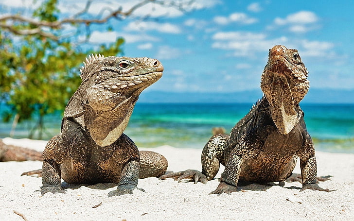 two white-and-beige lizards, animals, beach, reptiles, iguana, HD wallpaper