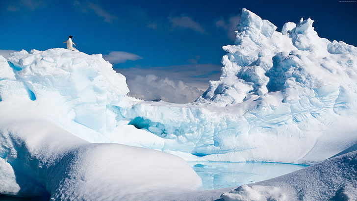 snow, iceberg, penguin, Antarctica