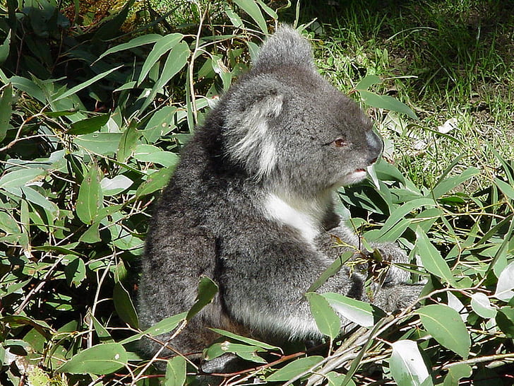 animal bear koala Animals Bears HD Art, eating, floor, foret soil, HD wallpaper