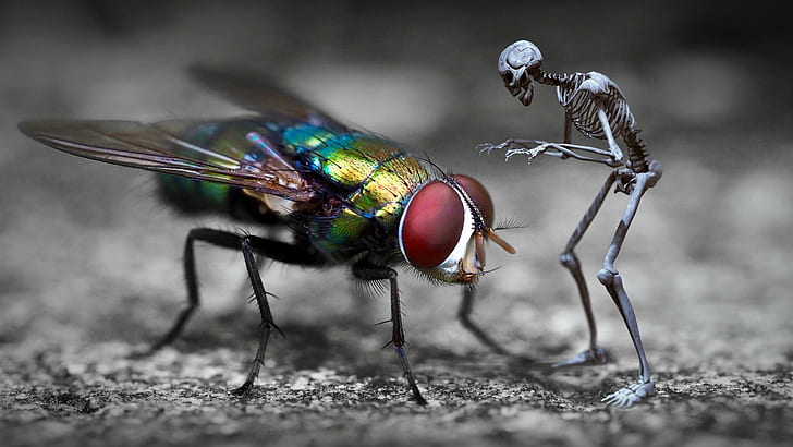 fly, skeleton, fantasy art, insect, disease, prevet, infection, HD wallpaper