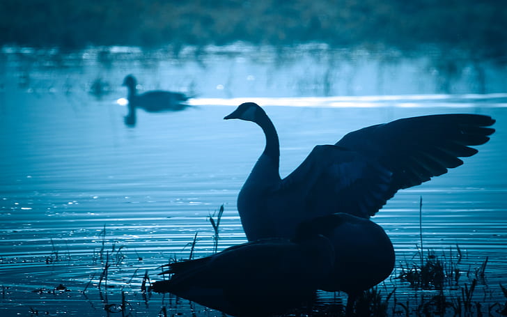 Swan in lake at dusk, wings, white swan