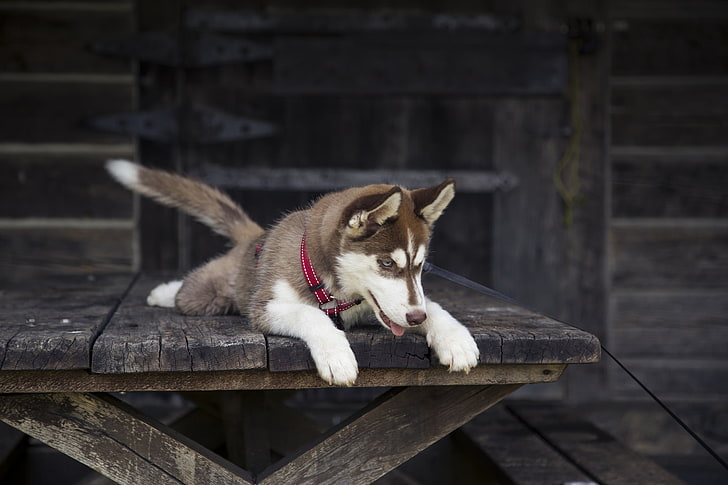 brown and white Siberian husky puppy, dog, lying, playful, sled Dog