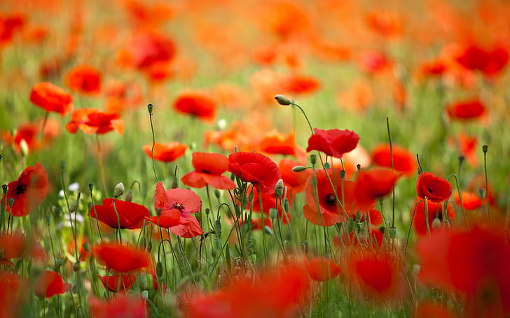 Field with flowers poppies, Nature, petals, spring, HD wallpaper