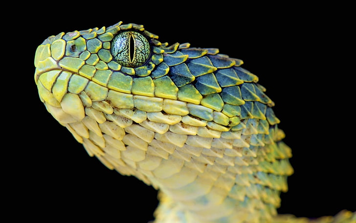 blue and green viper, green and beige rattlesnake, reptiles, animals, HD wallpaper