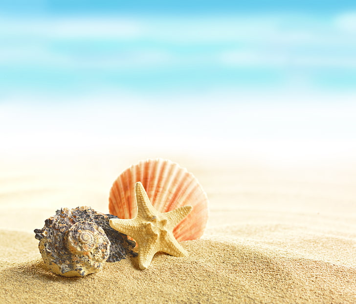 HD wallpaper: starfish and shell at the beach, summer, sand, shells,  seashells | Wallpaper Flare