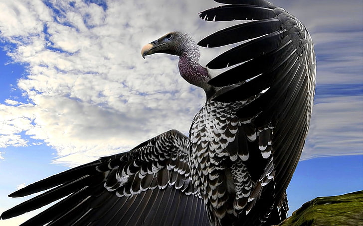 black vulture, scavenger birds, wings, flap, animal themes, animal wildlife, HD wallpaper