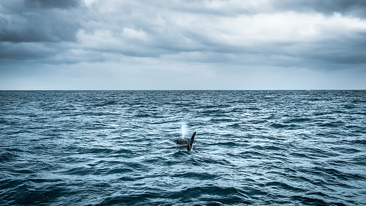 Killer Whale on calm sea, iceland, killer whale, iceland, Travel photography