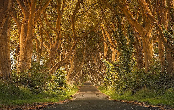 road between trees painting, Ireland, green, grass, street, fence, HD wallpaper