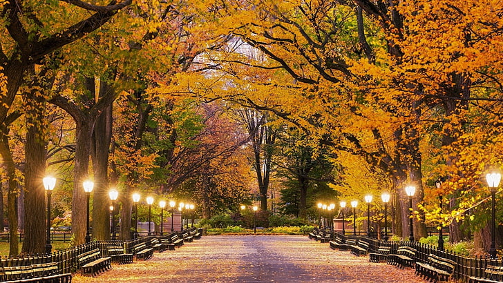 Man Made, Central Park, Fall, Lamp Post, Light, New York
