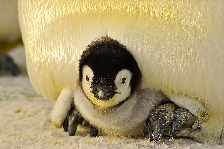 HD wallpaper: animal, antarctic, antarctica, bird, cold, cute, emperor  penguin | Wallpaper Flare