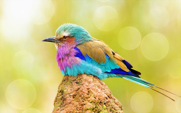 Birds, Animal, Colorful, Lilac-Breasted Roller