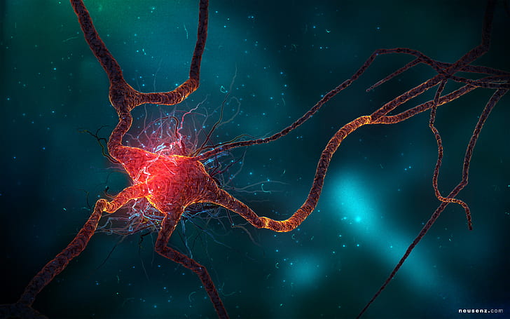 Neuron Cell HD, brain cell molecule, creative, graphics, creative and graphics, HD wallpaper
