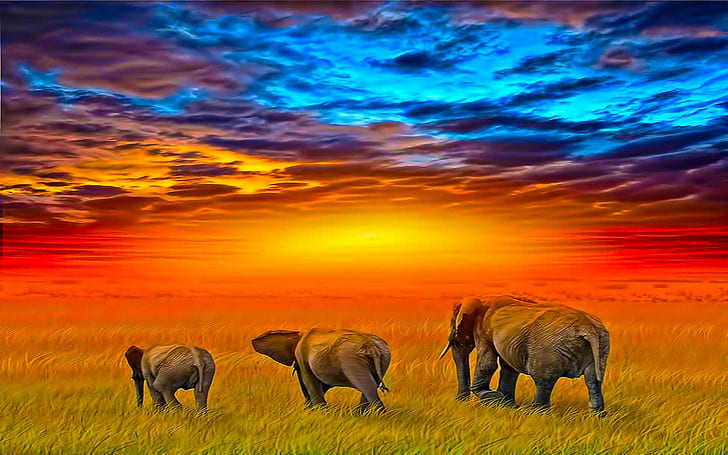 The Explorer, field, journey, animals, elephant, sunset, beauty