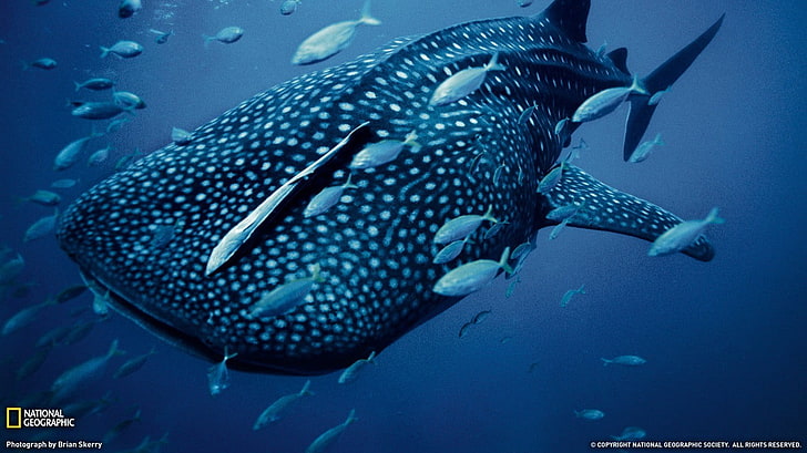 gray and white whale shark, animals, fish, underwater, blue, National Geographic, HD wallpaper
