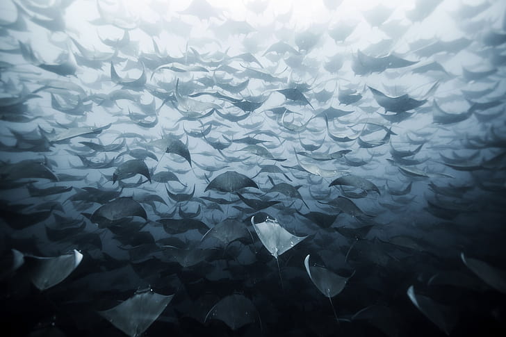 Animal, Manta Ray, Sea Life, Underwater, HD wallpaper