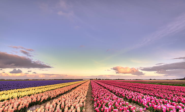 photo of pink, orange, yellow, and purple flower field during daytime, HD wallpaper