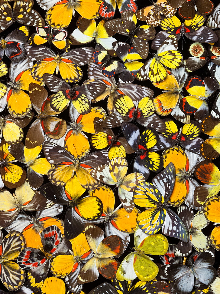 butterfly, butterflies, colorful, pattern, yellow, flower, full frame, HD wallpaper