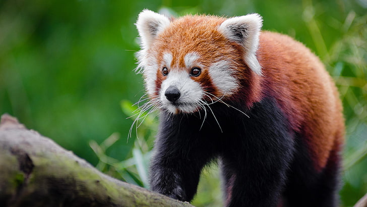 red panda, red catbear, fauna, cute, wildlife, whiskers, fur, HD wallpaper