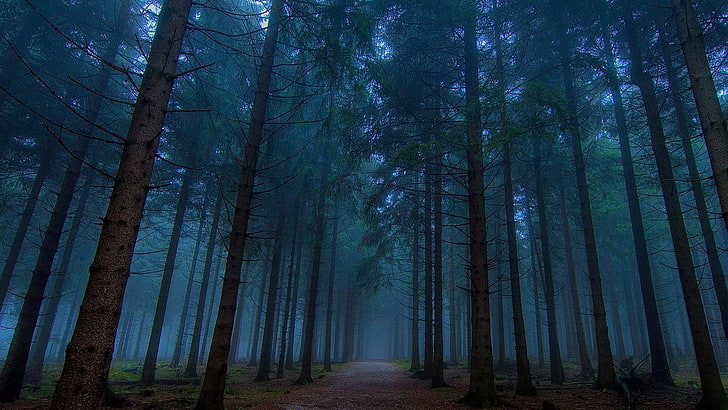 twilight, forest, path, tree, plant, tranquility, land, trunk