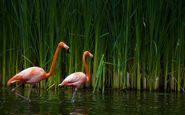 Flamingos High Resolution Images, two flamingo, birds, HD wallpaper