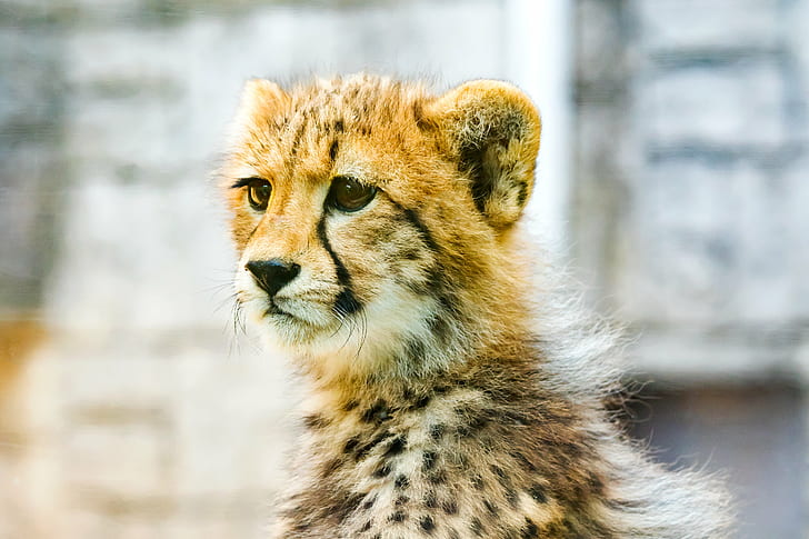 Cheetah, Cub, チ, Japan, Tokyo, Hino, Outdoor, Nature  Park, HD wallpaper