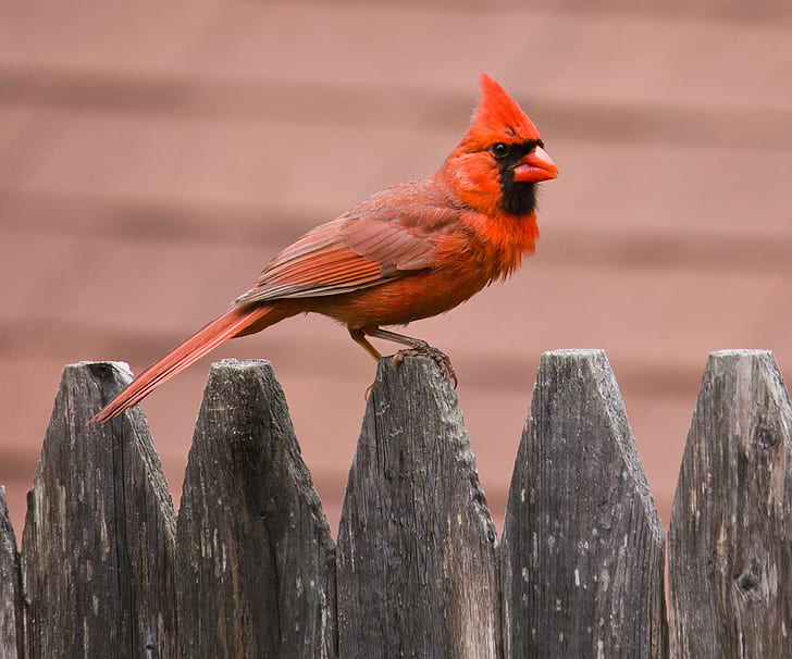 Northern Cardinal bird, CPM, Challenge, Photo, colored  pencil