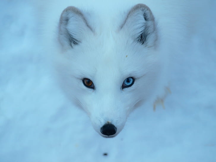 photo of white wolf, arctic fox, arctic fox, animal, mammal, pets